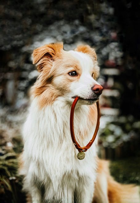Hund mit Markenhalsband