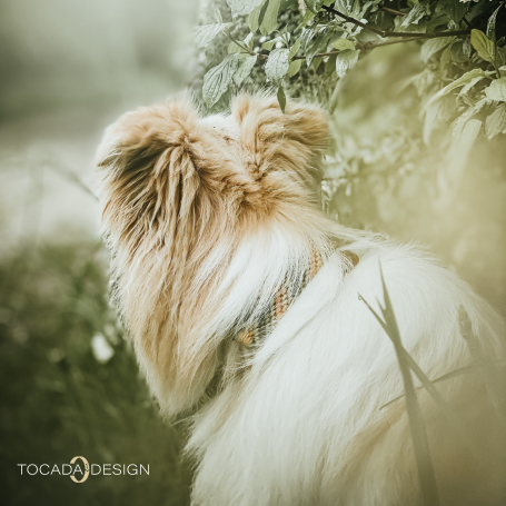 Hund mit Halsband