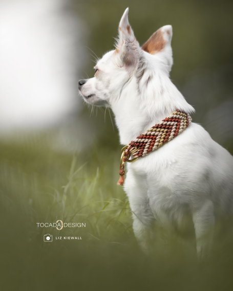 Chiuauah mit Halsband